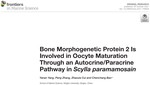 Bone Morphogenetic Protein 2 Is Involved in Oocyte Maturation Through an Autocrine/Paracrine Pathway in Scylla paramamosain