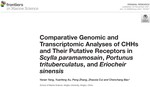 Comparative Genomic and Transcriptomic Analyses of CHHs and Their Putative Receptors in Scylla paramamosain, Portunus trituberculatus, and Eriocheir sinensis